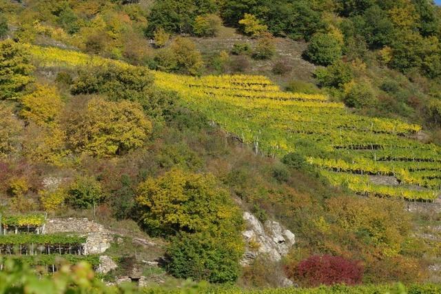 HerbstWachau (12)