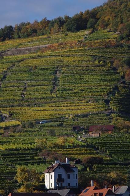 HerbstWachau (34)