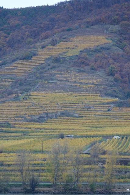 HerbstWachau (38)