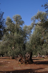 OlivenbaeumeOstuni122013 (43) klein