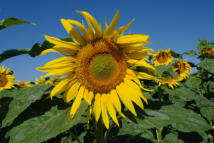 Sonnenblume im Tullnerfeld