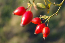 Hagebutten in der Wintersonne