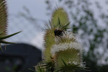 Hummel beim Naschen